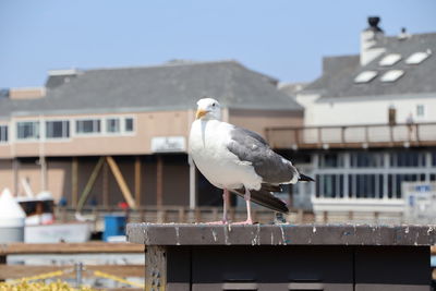 Seagull perching on a building