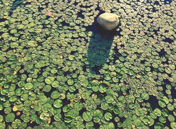 High angle view of plant growing on pebbles