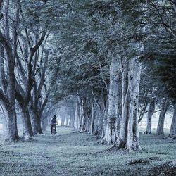 Bare trees in forest