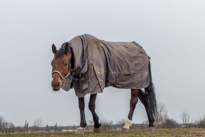 Horse with blanket walking on field against sky