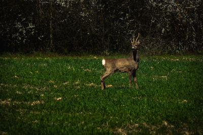 Side view of deer standing on field