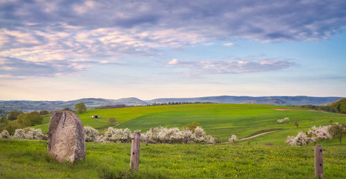 Scenic view of field against sky