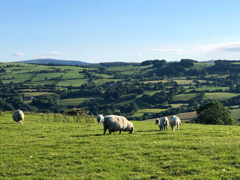 Sheep grazing in a field