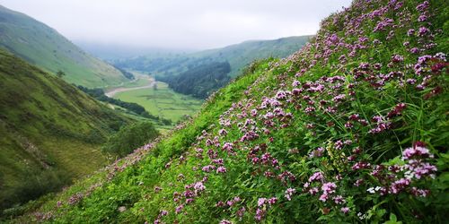Scenic view of flowering plants on field against sky