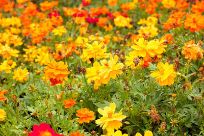 Close-up of yellow flowering plants on field