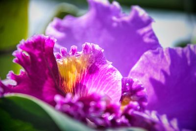 Close-up of purple flowers blooming