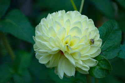 Close-up of insect on flower