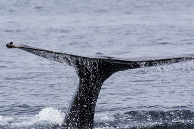 Close-up of whale tail