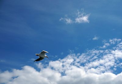 Low angle view of seagull flying against sky