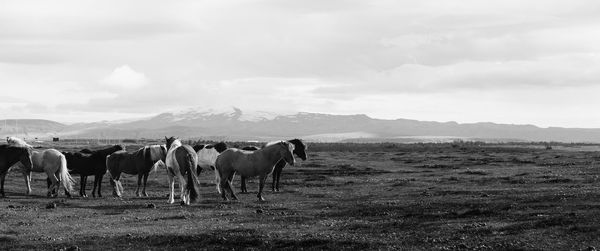 Cows grazing on field against sky