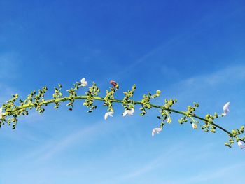 Low angle view of flowering plant against blue sky