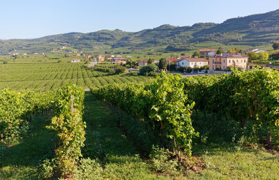 Scenic view of agricultural field by houses and mountains