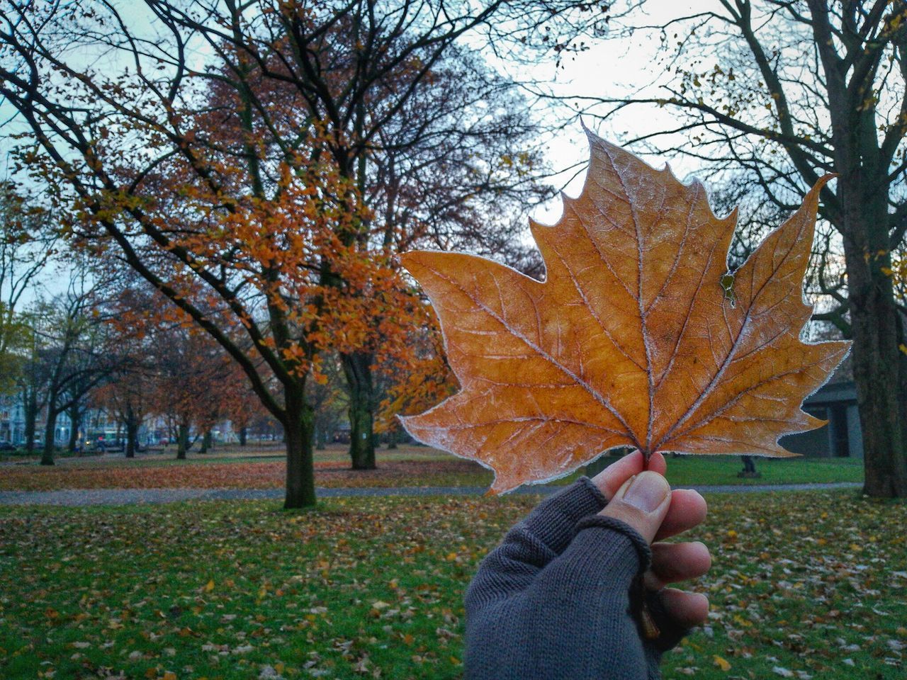 PERSON HOLDING MAPLE LEAF WITH BARE TREE