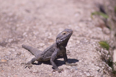 Close-up of a lizard on rock