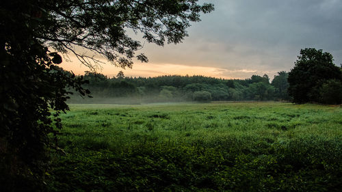 Scenic view of field against sky