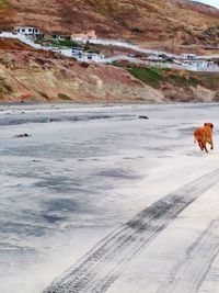 Dog on the sea shore