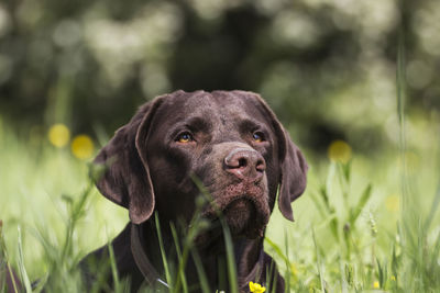 Portrait of dog in field