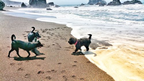 Two dogs playfully meet poodle on beach