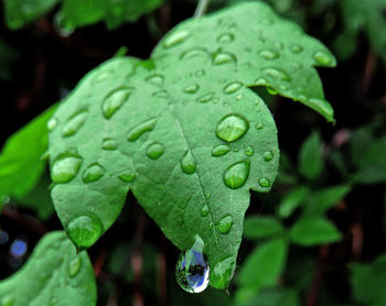 Raindrops on leaf