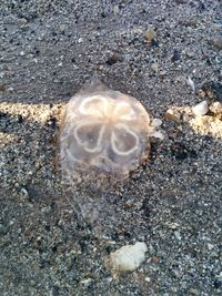 High angle view of crab on beach