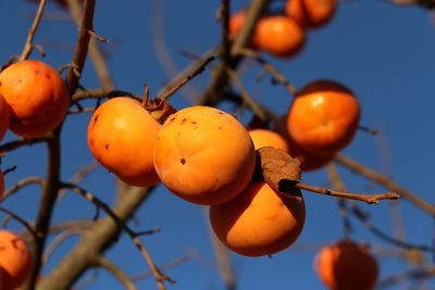 Low angle view of oranges on tree