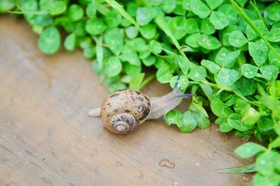 Close-up of snail on plant