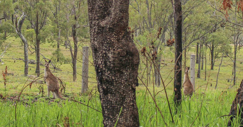 View of pine tree in forest