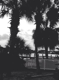 Palm trees against sky