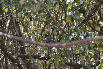 Low angle view of a tree