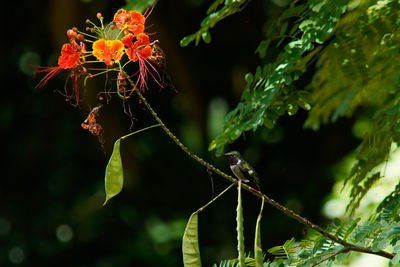 Close-up of red flowering plant