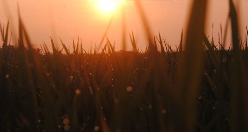 Close-up of plants on field against sky during sunset