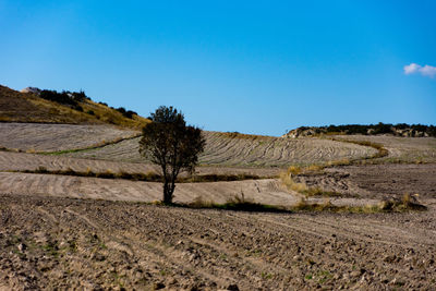 Trees on field against clear blue sky