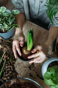 Young woman is transplanting houseplant. spring fertilizer for home flowers