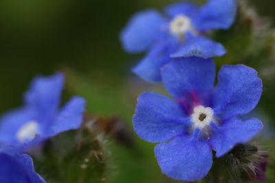 Close-up of purple flowering plant