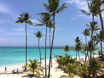 Palm trees on beach