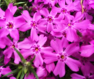 Close-up of pink flower