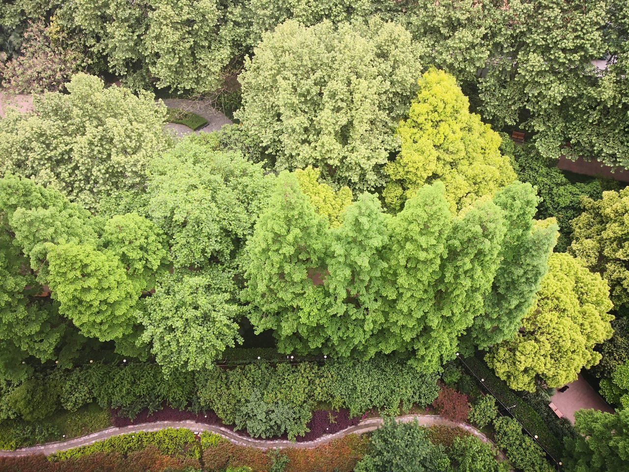 HIGH ANGLE VIEW OF GREEN FLOWERING PLANTS