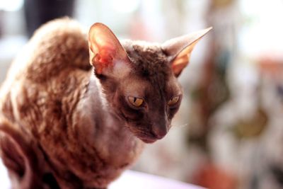 Ina the cornish rex 