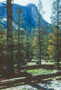 Trees in forest