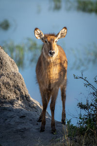 Female common waterbuck stands staring on riverbank