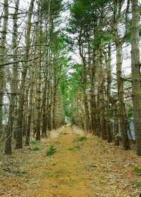 Dirt road amidst trees in forest against sky