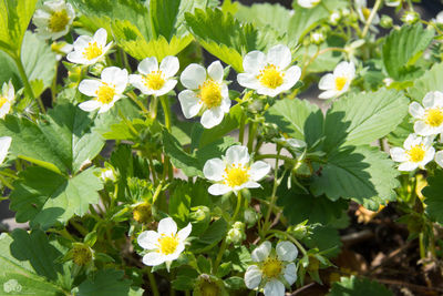Close-up of yellow flowers blooming outdoors