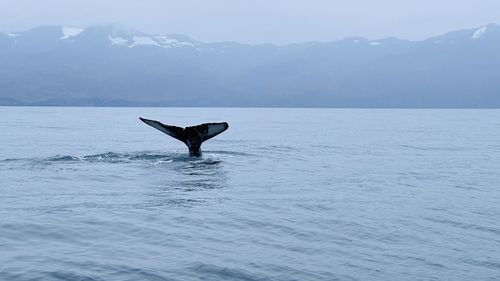 Tail of the whale