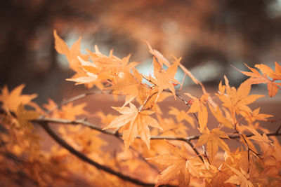 Close-up of maple leaves on plant