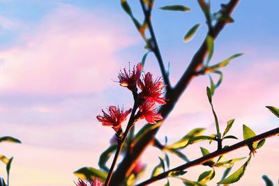 Close-up of pink flowering plant against sky