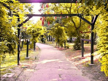 Walkway along trees in park