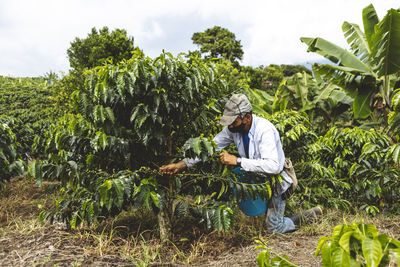 Unrecognizable male farmer in face mask picking ripe berries from green coffee shrub growing on vast agricultural plantation in quindio department of colombia