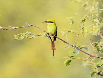 Low angle view of bird perching on tree