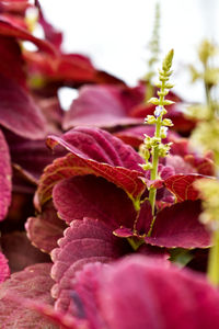 Close-up of red flowering plant