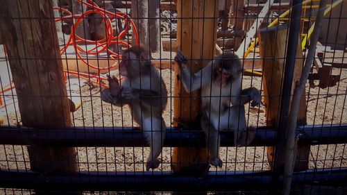 Monkeys in zoo